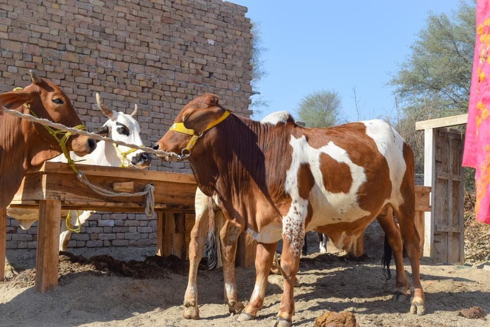 Book Qurbani Donation for Eid 2026: Complete Preparation Guide